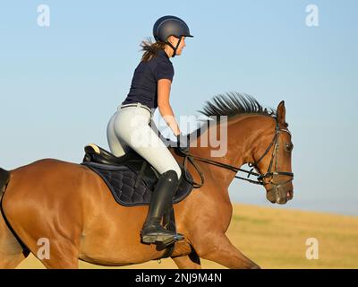 Horseback rider cantering in a stubble field Stock Photo
