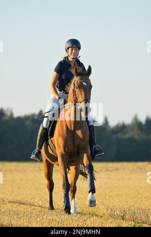 Horseback rider cantering in a stubble field Stock Photo