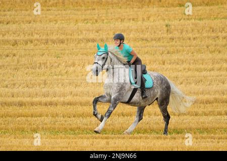 Rider on back of a Polish horse cantering in a stubble field Stock Photo