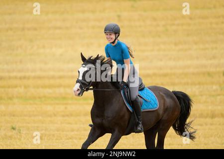 Horseback rider cantering in a stubble field Stock Photo