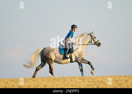 Rider on back of a Polish horse cantering in a stubble field Stock Photo