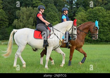 Two horseback riders wearing a body proctector hacking out Stock Photo