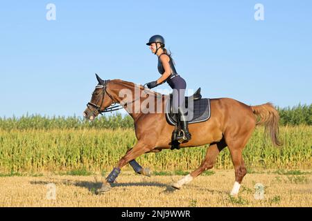 Horseback rider on Bavarian horse galloping in a stubble field Stock Photo