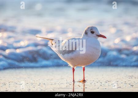 Seagull on the beach sand against the sea. Stock Photo