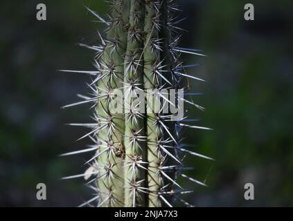 Pachycereus pringlei also known as Mexican giant cardón large cactus native to northwestern Mexico. Stock Photo