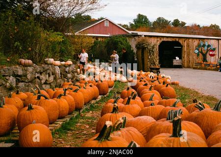 Customers select their pumpkins from two long rows displayed on the grass, on an overcast fall day at Mack's Apples - Londonderry, New Hampshire USA. Stock Photo