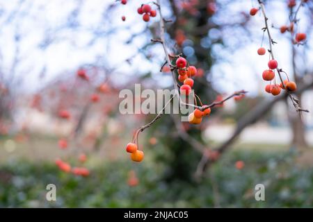 Plumleaf crab apple (Malus Prunifolia) branch with fruits in winter Stock Photo
