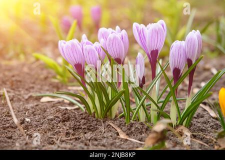 lose up of large purple King of Striped Crocus on a sunny spring day. Nature concept for design Stock Photo