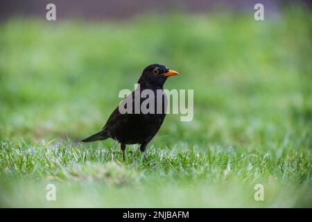 Amsel auf Suche nach Würmern im Gras - Blackbird looking for worms in grass Stock Photo