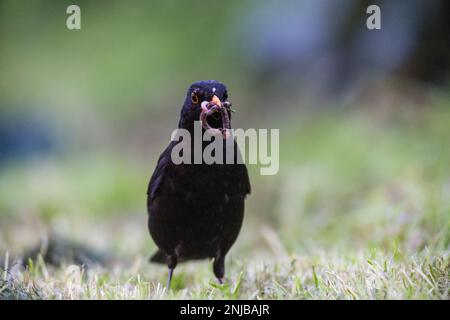 Amsel auf Suche nach Würmern im Gras - Blackbird looking for worms in grass Stock Photo