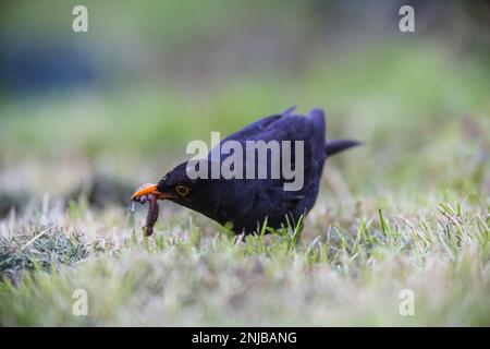 Amsel auf Suche nach Würmern im Gras - Blackbird looking for worms in grass Stock Photo