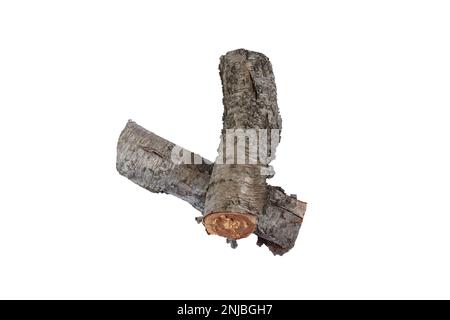 cut down old cherry log on a white background Stock Photo