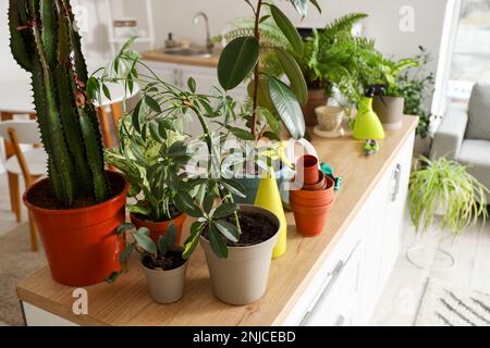 Different houseplants with gardening tools on table in kitchen Stock Photo