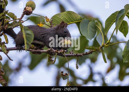 Schwarzes eurasisches Eichhörnchen mit Walnuss im Maul auf einem Ast des Walnussbaumes - Black Eurasian squirrel with walnut in mouth on branch of wal Stock Photo