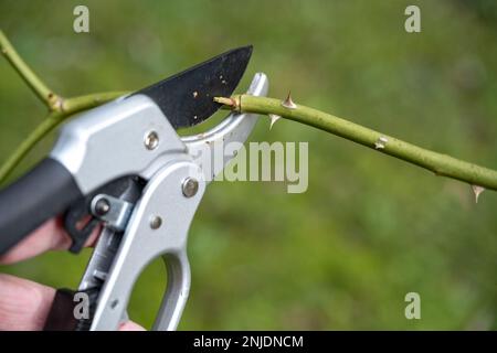 Pruning shears cutting a branch of a rose shrub with an angled cut near a shoot bud, seasonal gardening in spring, natural green background, copy spac Stock Photo