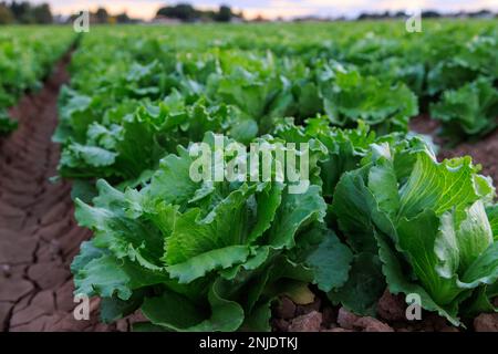 Lettuce field at Sunset in Yuma Az Stock Photo