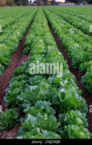 Lettuce field at Sunset in Yuma Az Stock Photo