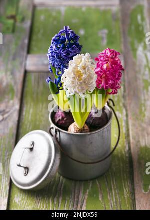 Beautiful floristic decoration with white blue, pink hyacinthine flowers  in an old metal pot. Sweet home concept. Rustic style. Copy space. Stock Photo