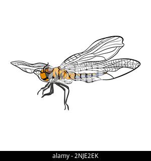 Vector dragonfly insect in doodle technique Stock Vector