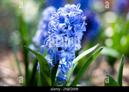 Beautiful Blue Hyacinth Flower in Flower Bed Stock Photo