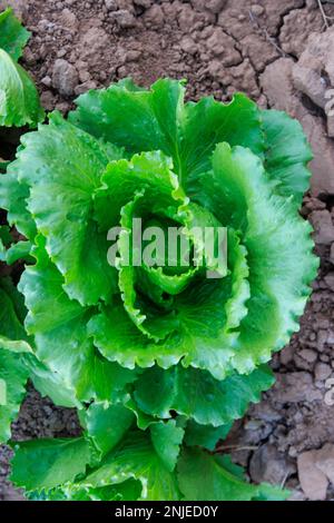 Lettuce field at Sunset in Yuma Az Stock Photo