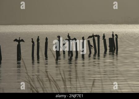 CORMORANI SOTTO IL SOLE Stock Photo