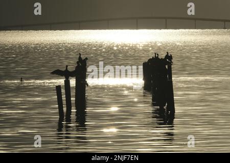 CORMORANI SOTTO IL SOLE Stock Photo