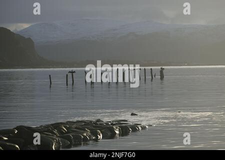 CORMORANI SOTTO IL SOLE Stock Photo