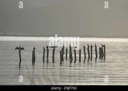 CORMORANI SOTTO IL SOLE Stock Photo