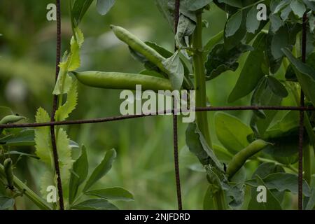 Fava beans, or broad beans, growing on a rusty metal grid. A poppy is also in the garden. Vicia faba. Stock Photo