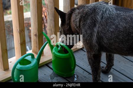 With a close look you can see the lapping tongue of this pretty blue heeler dog as she gets a refreshing drink from a tiny green water can on the deck Stock Photo