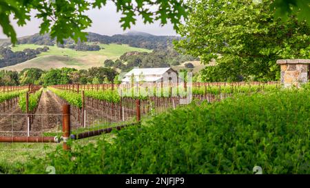 Lush green grapevines and working barn on Napa Valley vineyard, California. Stock Photo