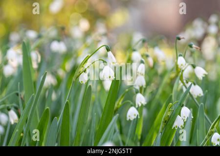 The dainty white blooms of snowflakes announce the end of winter and the beginning of the growing season. Stock Photo