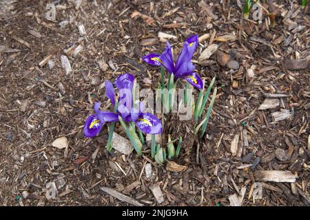 Small, violet iris, blooming amidst the mulch in a small, New England garden during winter. (Flowers in middle.) Early sign of spring. Stock Photo