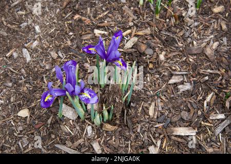 Small, violet iris, blooming amidst the mulch in a small, New England garden during winter. Flowers in bottom left corner. Stock Photo