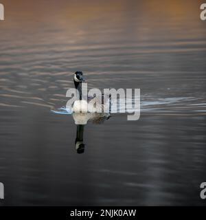 Canada goose Middle Creek Reservoir migration - Canadian geese Branta canadensis Stock Photo