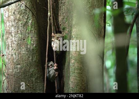 Two individuals of Gursky's spectral tarsier (Tarsius spectrumgurskyae), a nocturnal primate species, are visible on their tree nest in a broad daylight in Tangkoko Nature Reserve, North Sulawesi, Indonesia. 'There is rapidly growing evidence for the negative effects of high temperatures on the behavior, physiology, breeding, and survival of various bird, mammal, and reptile species around the world,' said Dr. Nicholas Pattinson, a scientist from University of Cape Town, as quoted by Newsweek on May 5, 2022. Stock Photo