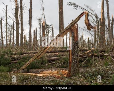 Close view of a snapped pine tree in a forest after storm cyclone Gabrielle.Almost every tree has been snapped by severe high winds.Extreme weather Stock Photo