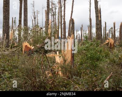 View of a pine forest after storm cyclone Gabrielle.Almost every tree has been snapped by severe high winds.Apocalyptic scene. Stock Photo