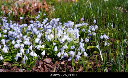 Blooming blue scilla luciliae flowers. First Charming pale blue spring flowers. Fragile bulbous plant asparagus family. Stock Photo