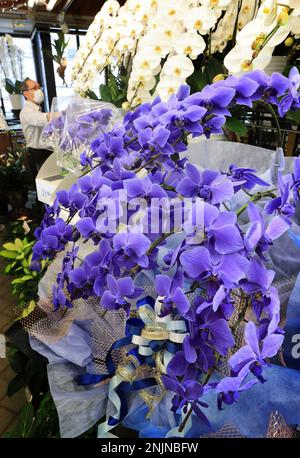 Fresh Tinted Blue orchid plant in Ozone Park, NY - Heavenly Florist