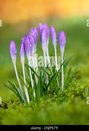 Beautiful purple crocus wildflowers with raindrops in morning light on nature blurred background. Gardening concept. Selective soft focus. Stock Photo
