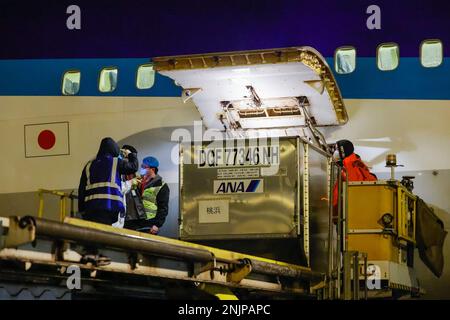 (230223) -- CHENGDU, Feb. 23, 2023 (Xinhua) -- Giant panda Touhin arrives at Chengdu Shuangliu International Airport in southwest China's Sichuan Province, Feb. 22, 2023. Giant panda Eimei, together with its twin cubs Ouhin and Touhin, born in Japan, arrived at home in Sichuan Province on Wednesday night. The plane carrying the three pandas landed at the province's Chengdu Shuangliu International Airport at 11:10 p.m. Wednesday. They will be kept in quarantine for a month at the Chengdu Research Base of Giant Panda Breeding. Eimei, or Yong Ming in Chinese, was born in Beijing Zoo in 19 Stock Photo