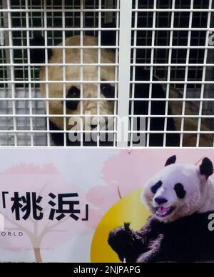 230223 &ndash; CHENGDU, Feb. 23, 2023 &ndash; This photo taken on Feb. 23 