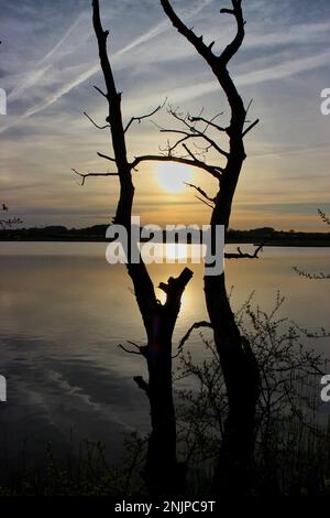Sunset on a lake, the hazy cloudy sky shines in golden colors, in the foreground in the shade a leafless tree. Stock Photo