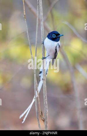Beautiful bird Malagasy paradise flycatcher (Terpsiphone mutata), Male white phase, endemic species of bird in the family Monarchidae. Kirindy forest. Stock Photo