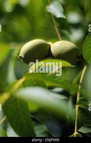 Walnuts ripening on tree, Douelle, Lot department, France Stock Photo