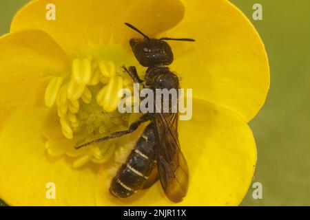 Natural closeup on the large scissor bee, Chelostoma florisomne, in a yellow buttercup flower, Ranunculus acris Stock Photo