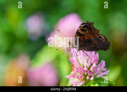 Peacock butterfly on a flower in a natural setting. Butterfly close-up. Insect collects nectar on a flower. Aglais io. Stock Photo