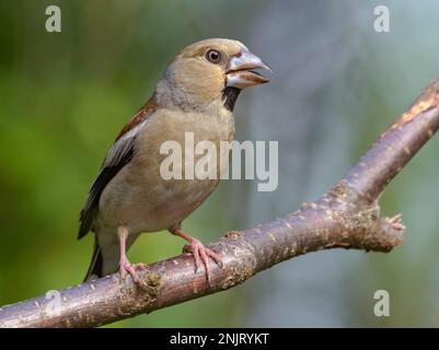Curious female hawfinch (Coccothraustes coccothraustes) perched with open beak on a small branch in light forest Stock Photo